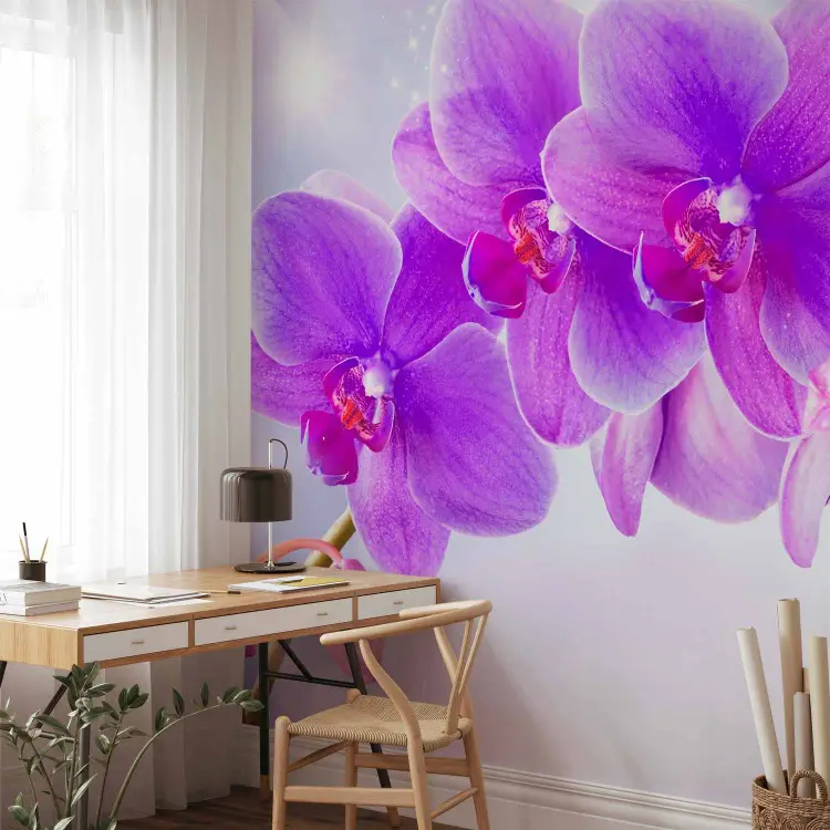 Violette Orchideen - Blumenmotiv auf lila Hintergrund mit Lichteffekt