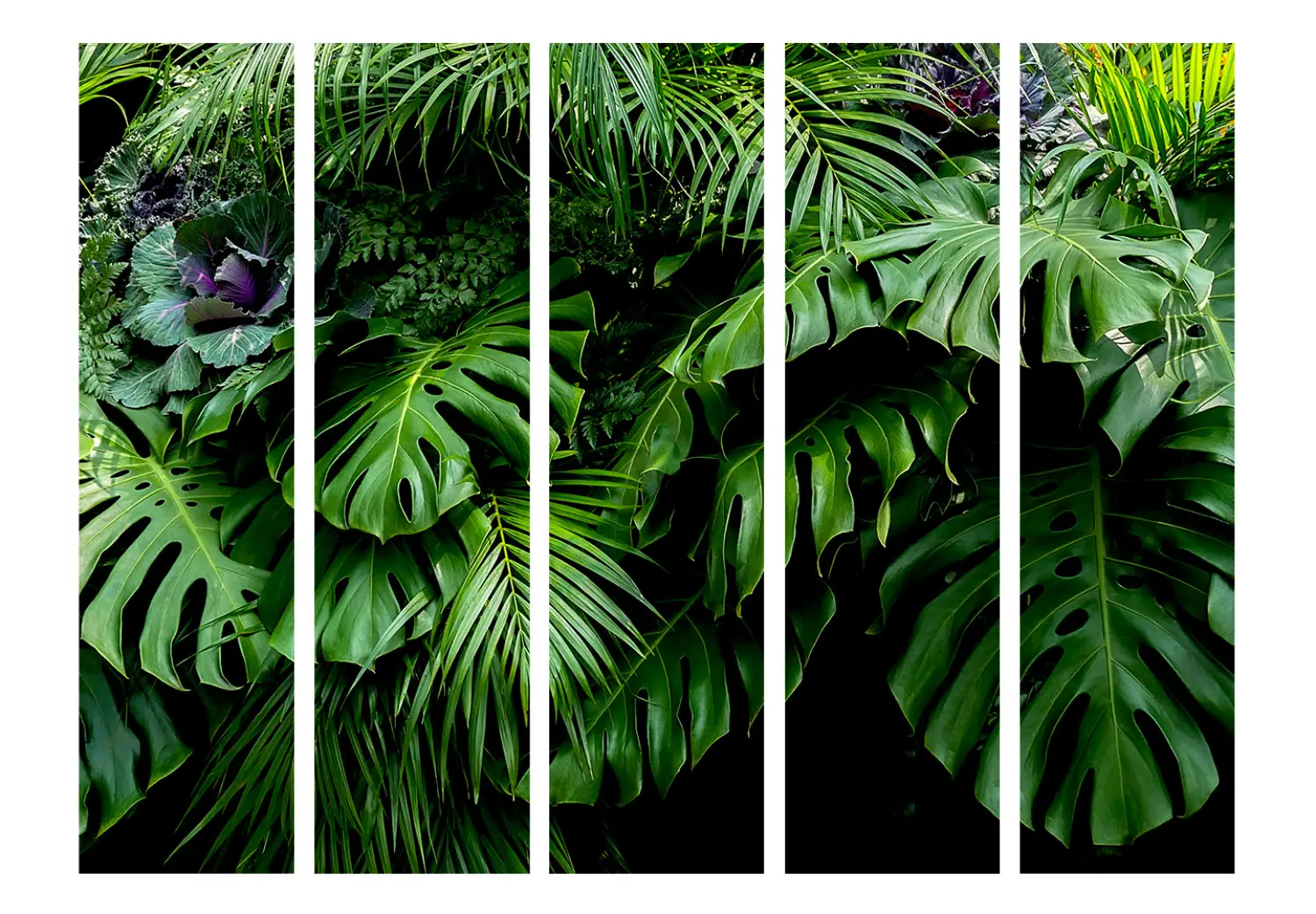philodendron plowmanii variegated Philodendron plowmanii 'Watermelon' 2.5"  OrchidBox Wholesale