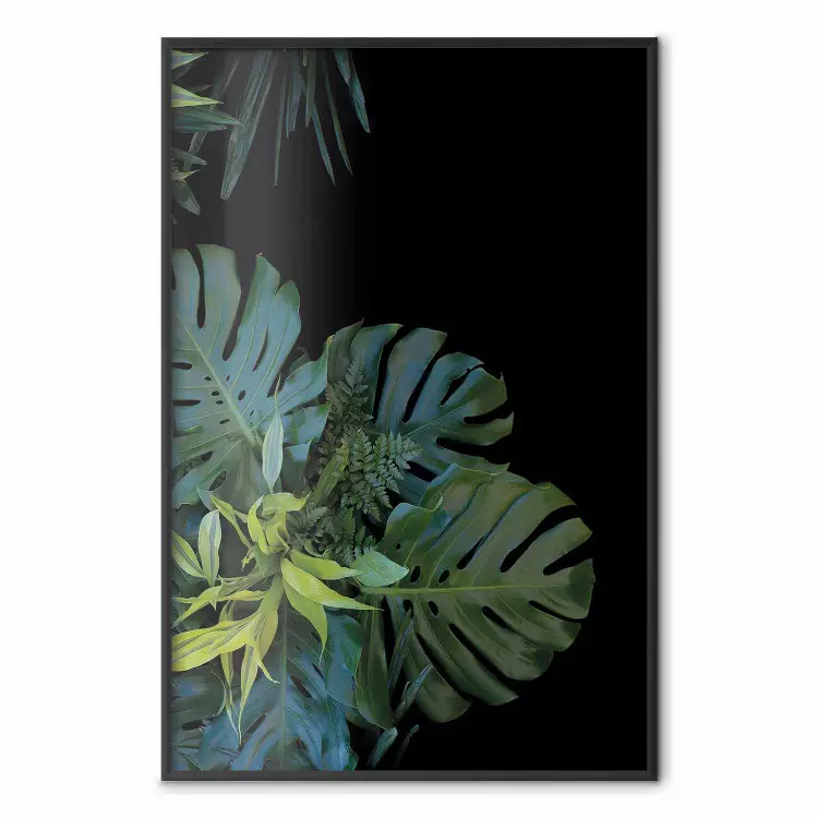 Monstera - Botanische Komposition auf schwarzem Hintergrund