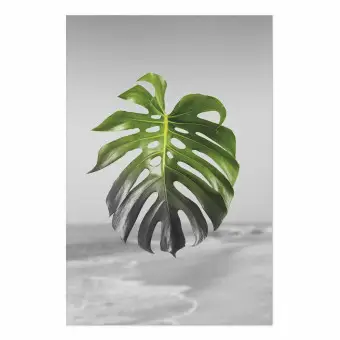 tissue culture philodendron Philodendron Calkins gold (Tissue Culture Plant in Jiffy bag)  vridhigarden