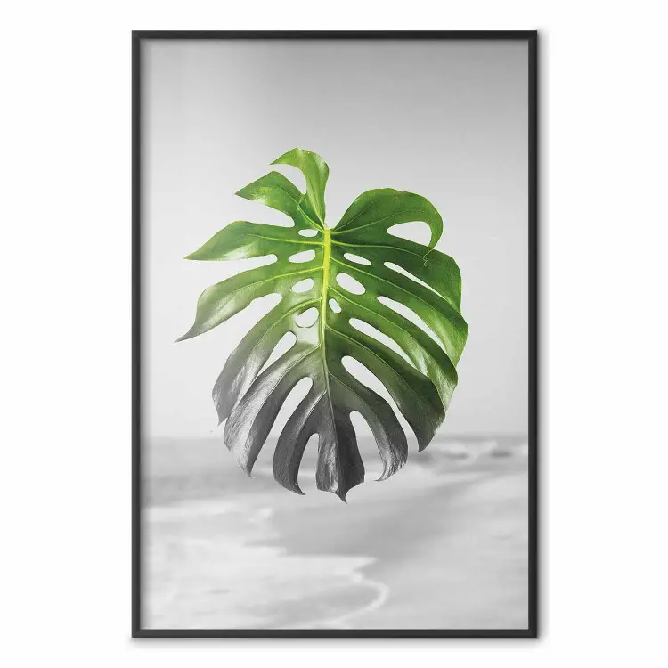 Monstera-Blatt - Grüne tropische Pflanze und graue Küstenlandschaft