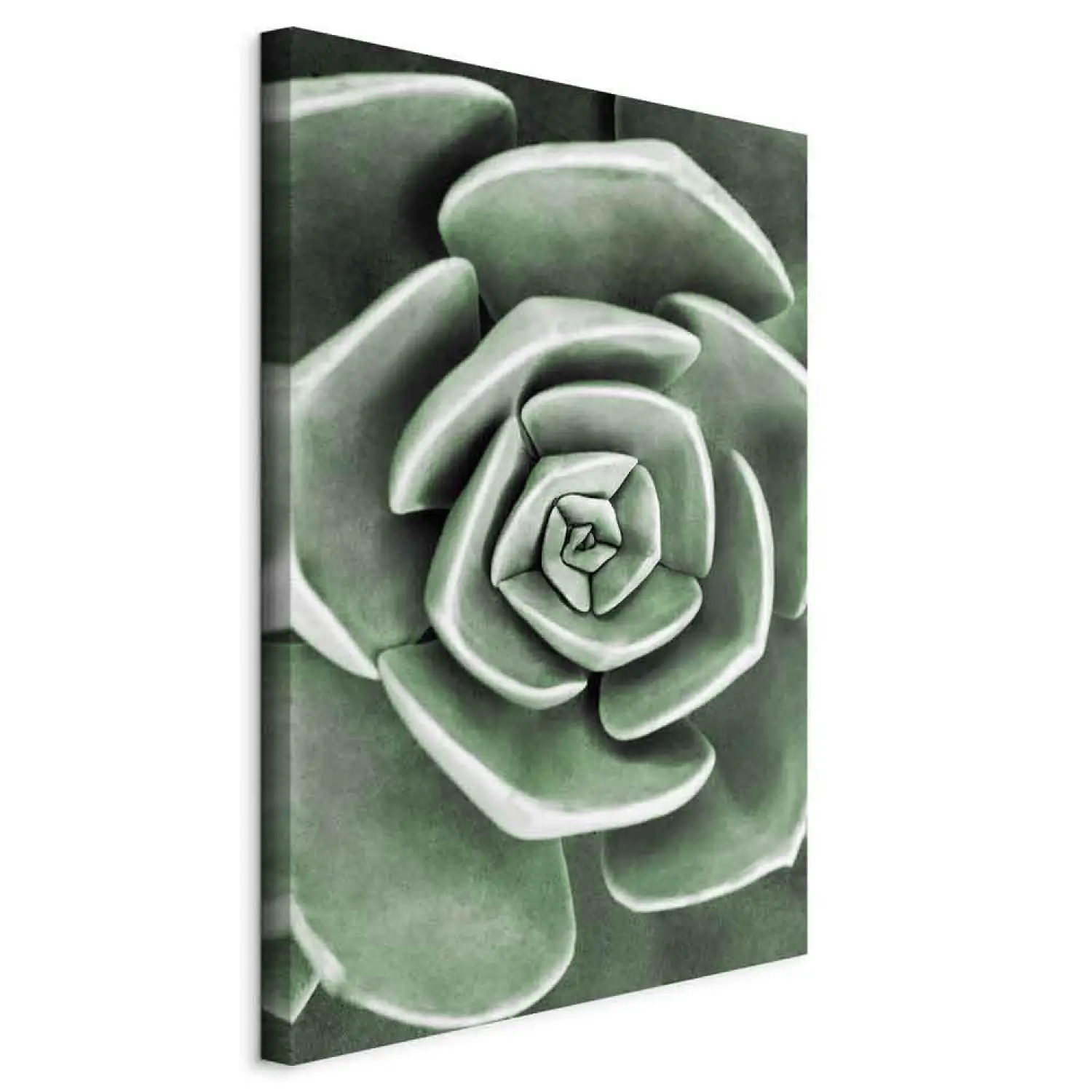 Wandbild Wiedergeburt des Grns - Natur des Kaktus in Sage Green -  Botanisch - bimago