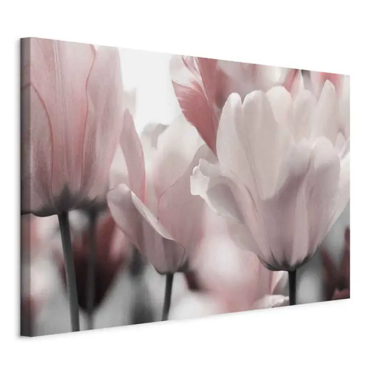 Frühlingsblütenblätter - Tulpenblüte in Rosa