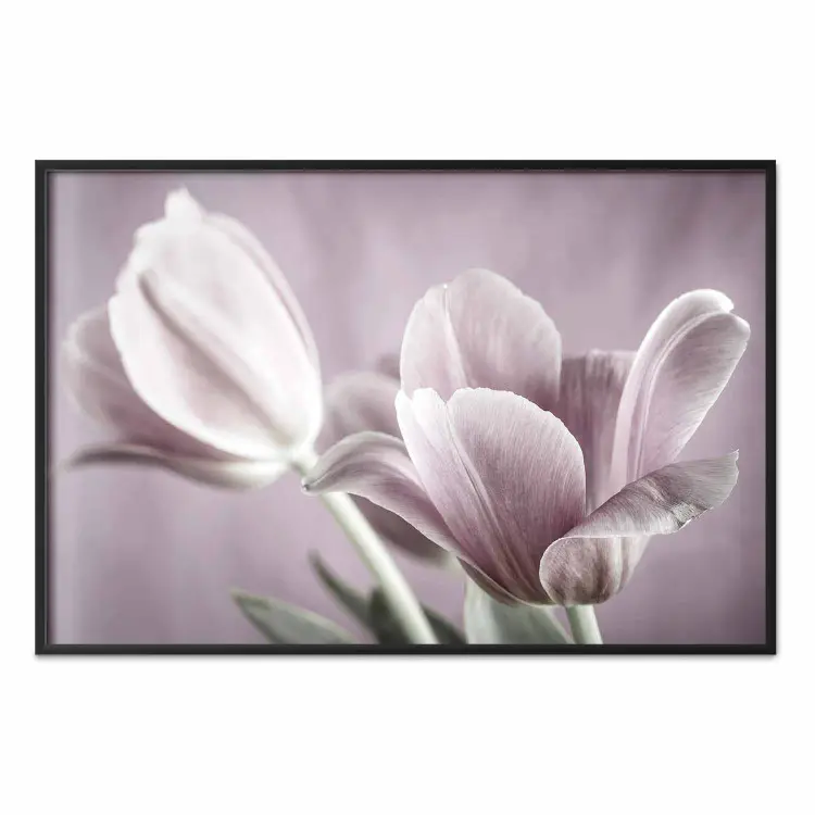Rosa Tulpen - Pastellfarbene Frühlingsblüten auf rosa Hintergrund