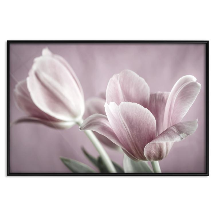 Poster Pink Tulips [Poster]