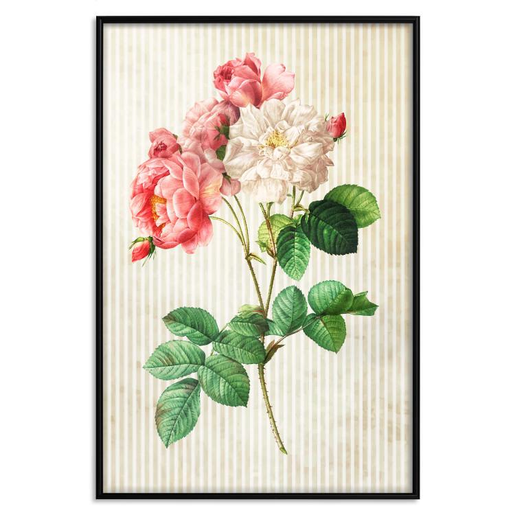 Heavenly Rose [Poster]
