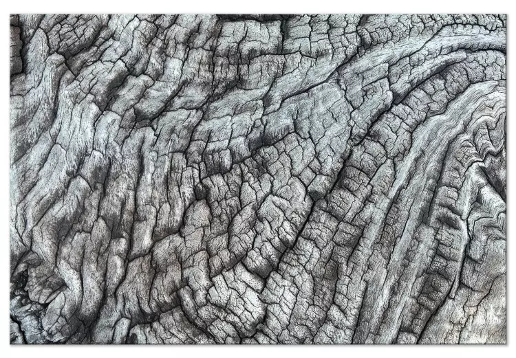 Baumrinde - Naturstruktur in monochromer, grauer Farbe