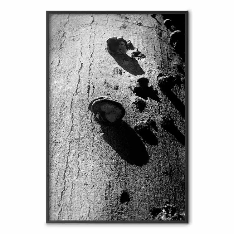 Waldfragment - Schwarz-weißes Foto eines Baumes mit Pilz