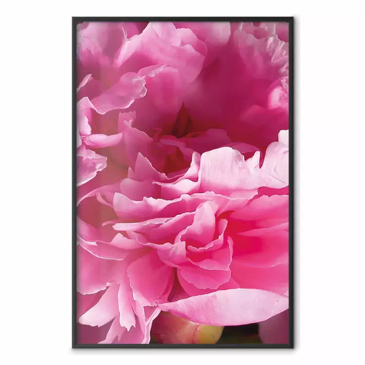 Schöne Pfingstrosen - Blume mit rosa Blüten auf gleichem Hintergrund