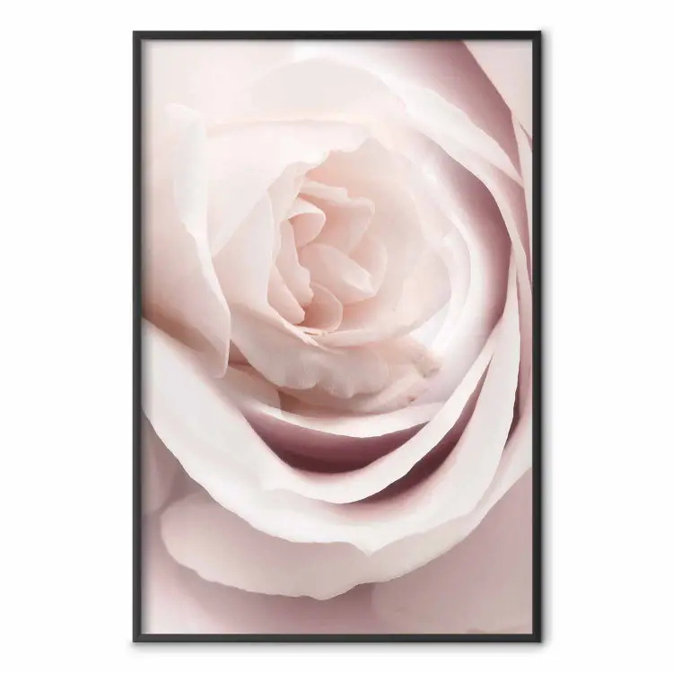 Porzellanrose - Hellrosa Pflanze mit einer schönen frischen Rosenblüte