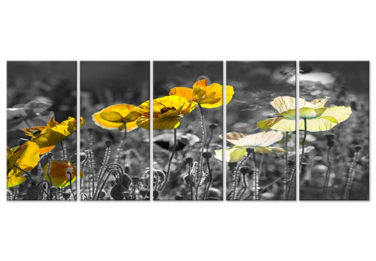 Leinwandbild Gelbe Mohnblumen auf grauer Wiese - 5-teiliges Foto mit gelben Blumen