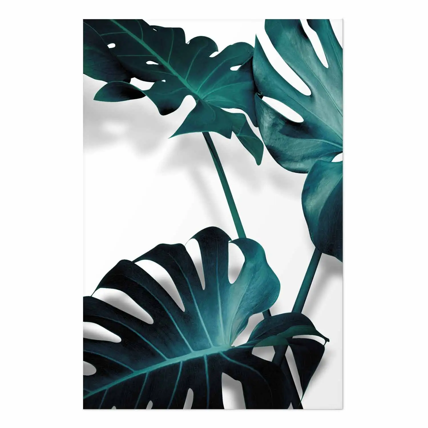 Wandposter Smaragdene Natur - grne Monstera-Bltter auf weiem Grund -  Poster - bimago