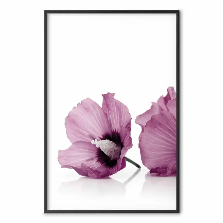 Nahe beieinander - rosa Hibiskusblüte auf Weiß