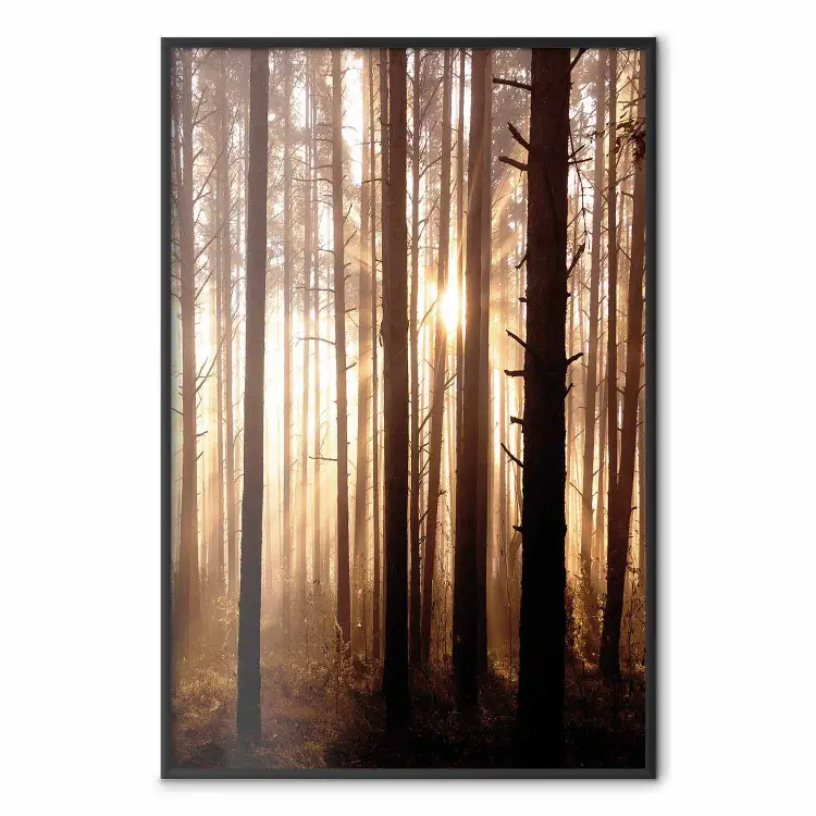 Waldwege - Waldlandschaft mit Bäumen vor Sonnenstrahlen