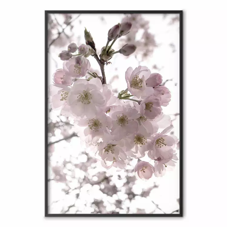 Kirschblüten - Baum mit rosa Blüten