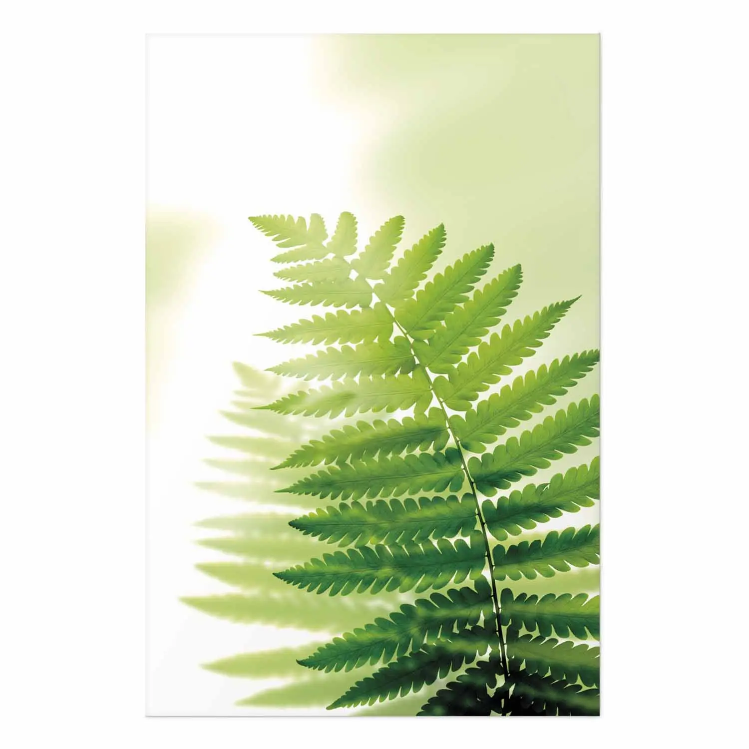 fargesia murielae hobbys favorit Fargesia murielae 'Light Green' main image 1