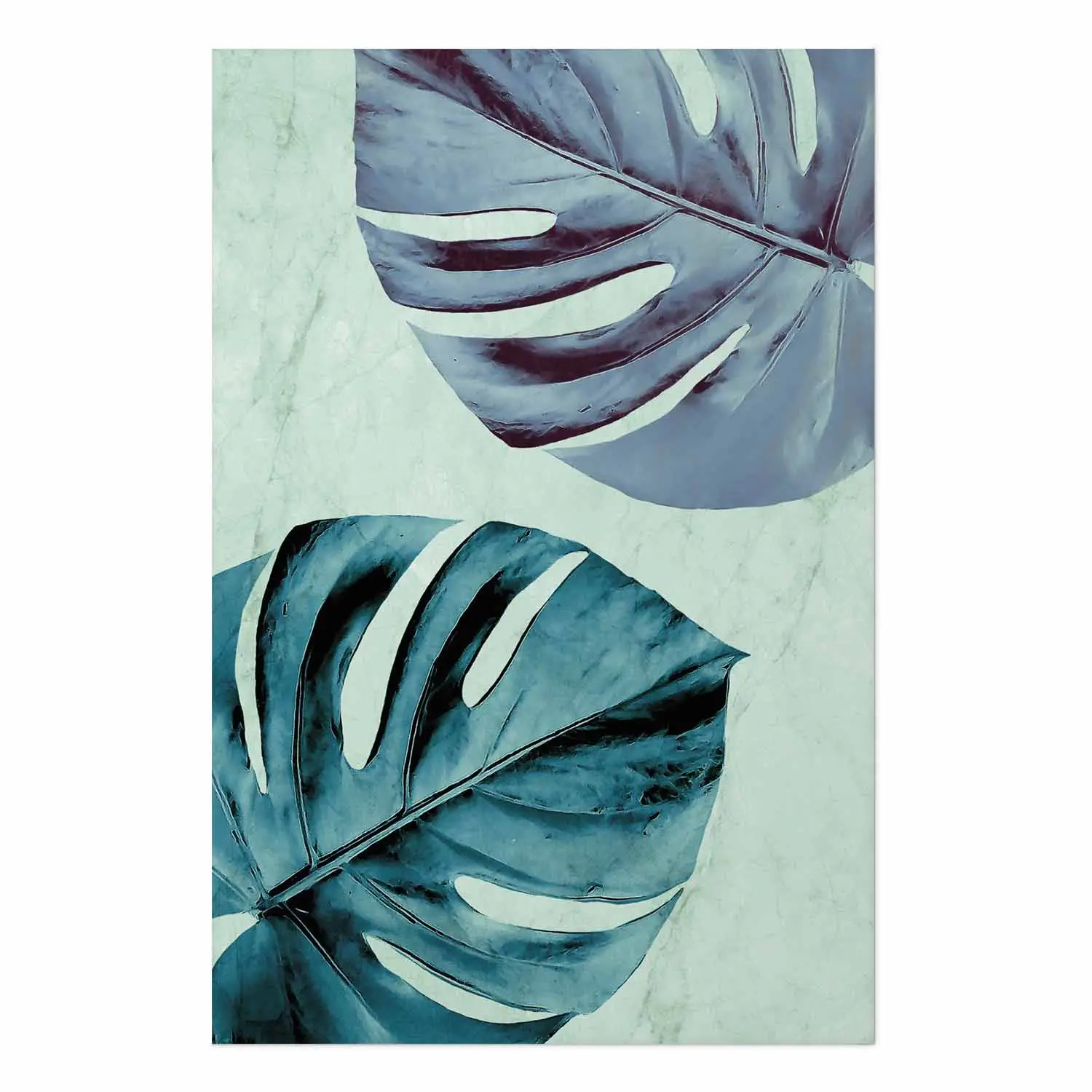 Poster Tropisches Trkis - Grne Monstera-Bltter in trkiser Komposition -  Poster - bimago