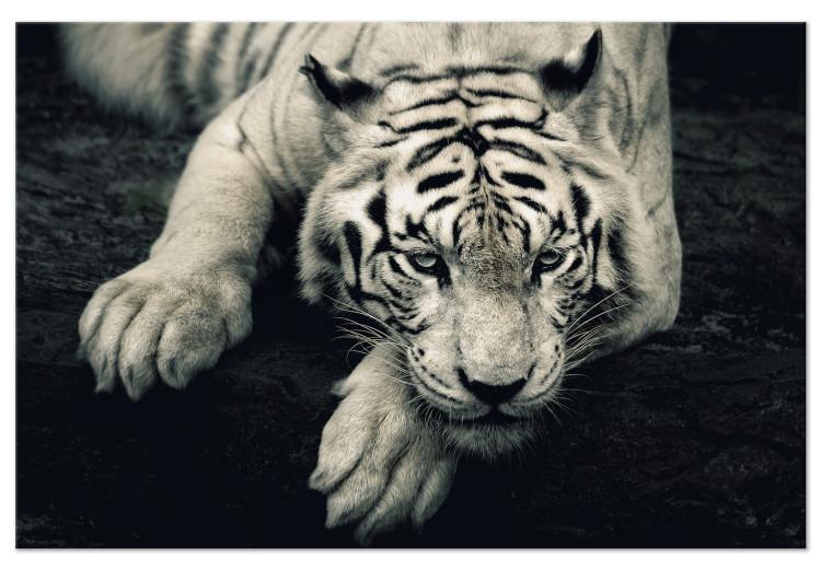 Leinwandbild Ruhiger Tiger - Grafik in Sepia mit einem liegendem Tiger