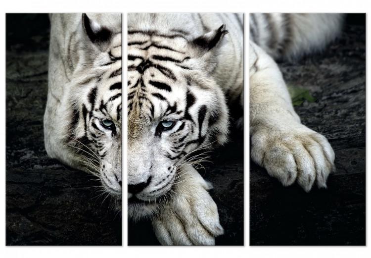 Leinwandbild Ruhiger Tiger - Triptychon mit einem liegendem Tiger