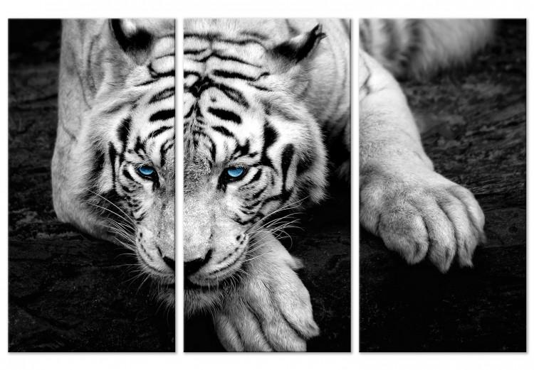 Leinwandbild Ruhiger Tiger - Triptychon mit einem liegenden Tiger mit blauen Augen
