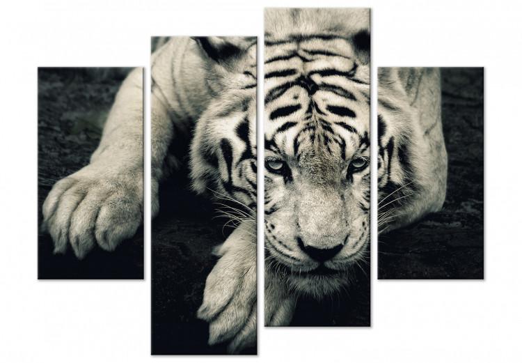 Leinwandbild Ruhiger Tiger - eine vierteilige Komposition mit einem liegenden Tiger