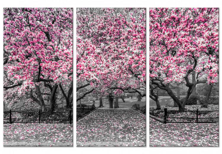 Leinwandbild Blühende Magnolie - Triptychon mit Magnolienbäumen und rosa Blumen