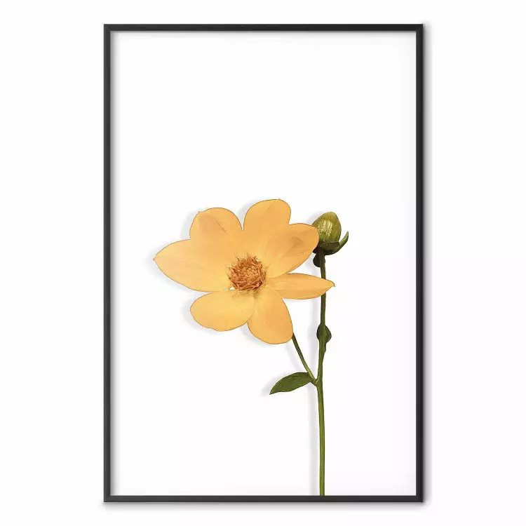 Entzückende Blume - Pflanze mit gelber Blüte auf weißem Hintergrund
