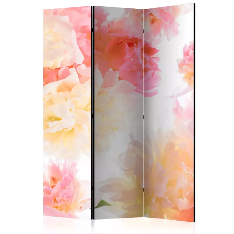 Pastellpfingstrosen - Bouquet auf weißem Hintergrund