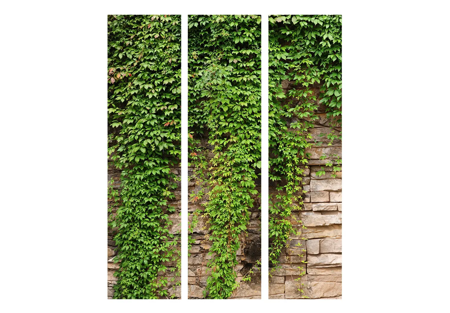 fagus orientalis iskander Fagus orientalis 'Iskander' – Boomkwekerij Hortus Conclusus main image 0