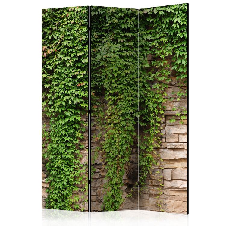Paravent Ivy wall [Room Dividers]