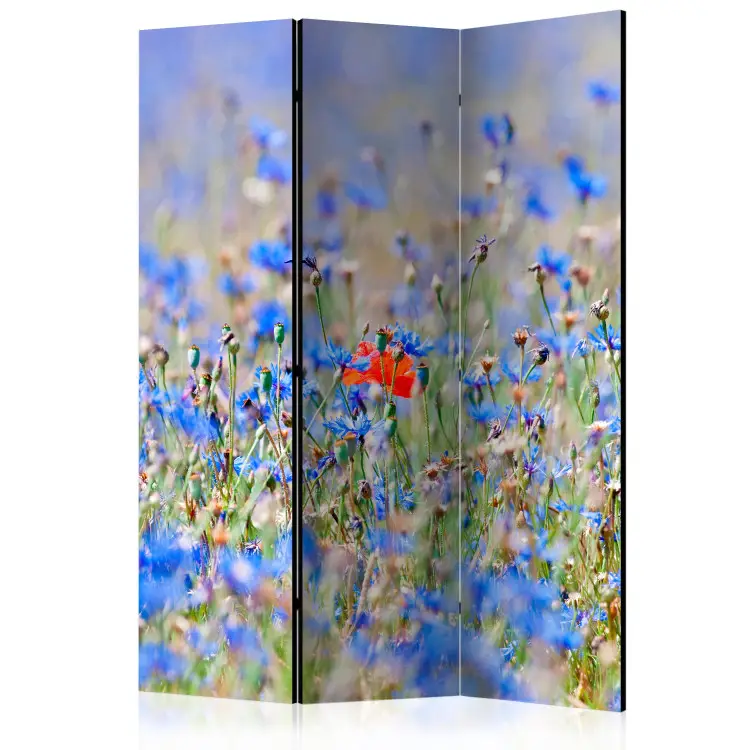 Himmelblaue Blumenwiese - Kornblumen - Sommerlandschaft