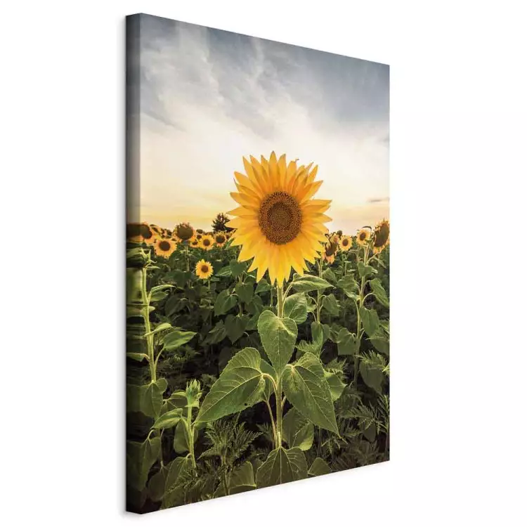 Sonnenblumenfeld (1-teilig) Hoch - Frühlingslandschaft einer Wiese