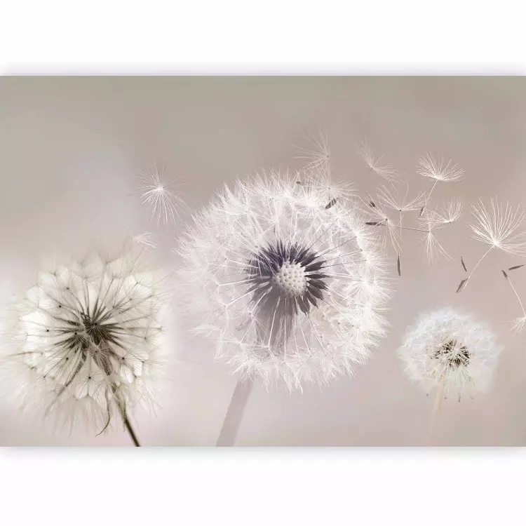 Pusteblume und Wind