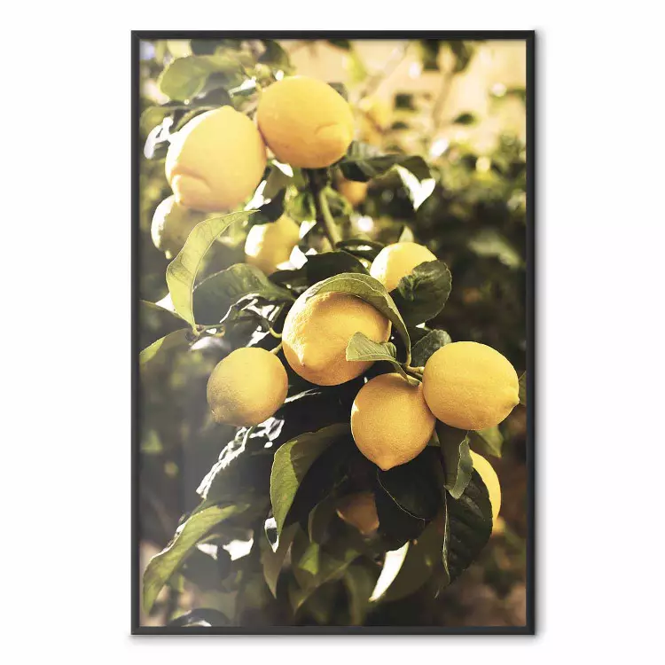 Italienische Zitrusfrüchte - Gelbe Zitronen vor grünen Pflanzen