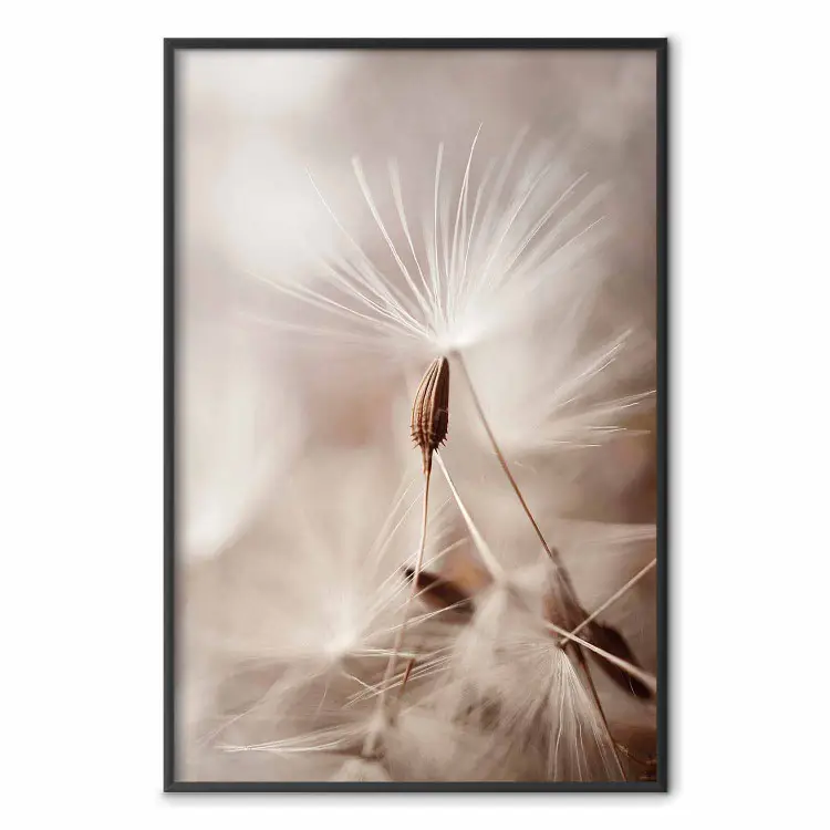 Impuls der Leichtigkeit - Weiße Pusteblume auf Sepia-Hintergrund