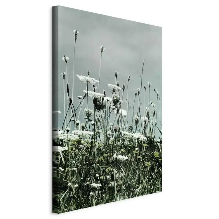 Feld der weißen Mohnblumen - Landschaftsfoto mit grauem Himmel