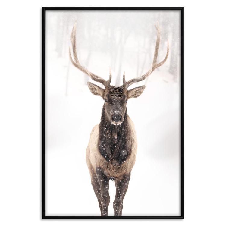 Poster Deer in the Snow [Poster]