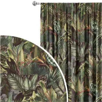 monstera siltepecana fenestration Monstera