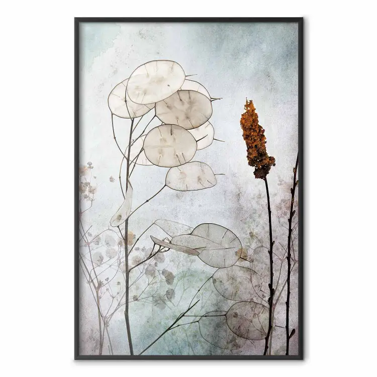 Lunaria-Früchte