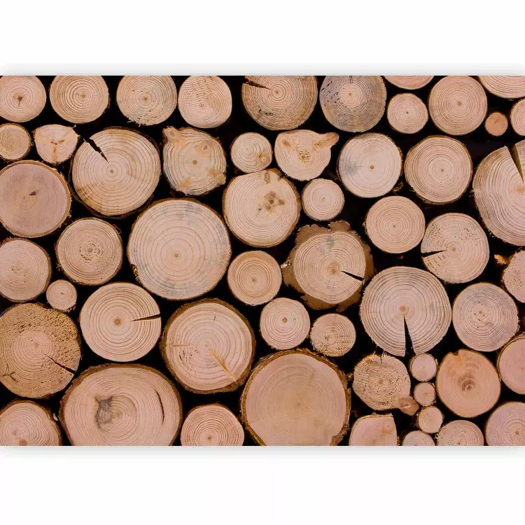Frisches Holz - ein Holzstapel nach dem Fällen mit sichtbaren Ringen