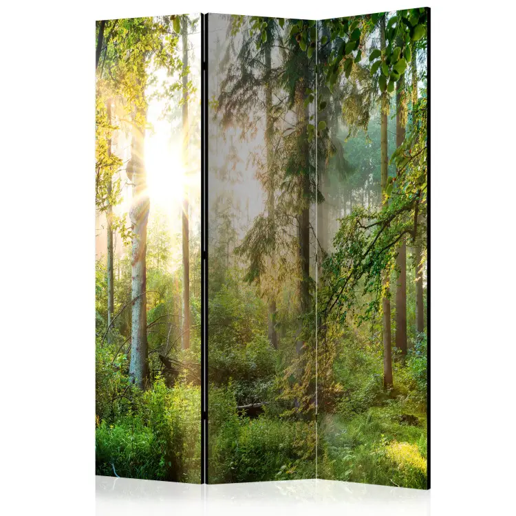 Ungezähmte Natur - Wald mit Bäumen in den Sonnenstrahlen