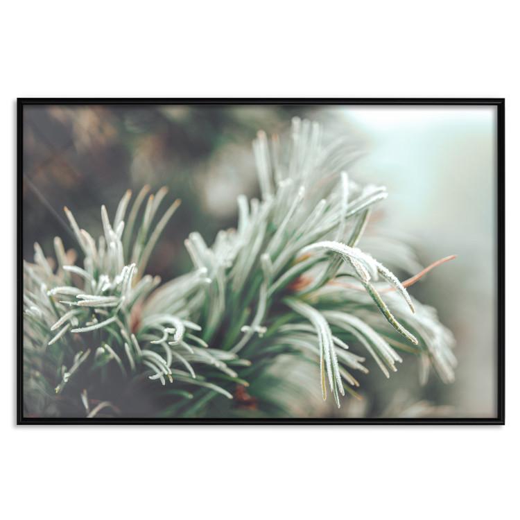 Poster Winter Charm - A Photograph of a Coniferous Twig Covered in Frost