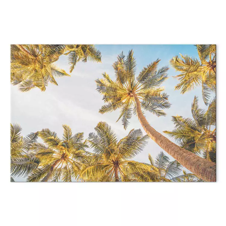 Palmenspitzen - tropische Bäume vor einem hellen Himmel