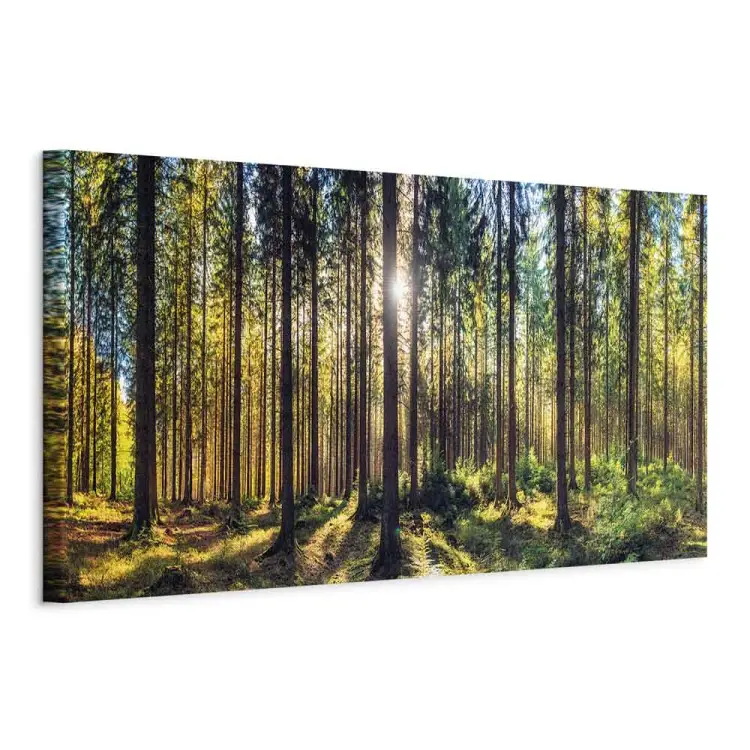 Leuchtender Wald - Sonnenlicht, das durch die Zweige fällt