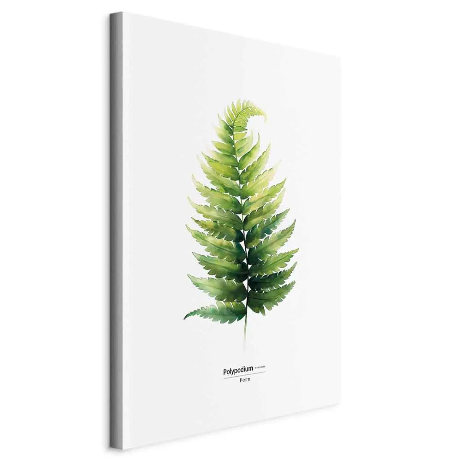Foto auf Leinwand Zarter Farn - minimalistisches Pflanzenportrt auf weiem  Hintergrund - Botanisch - bimago