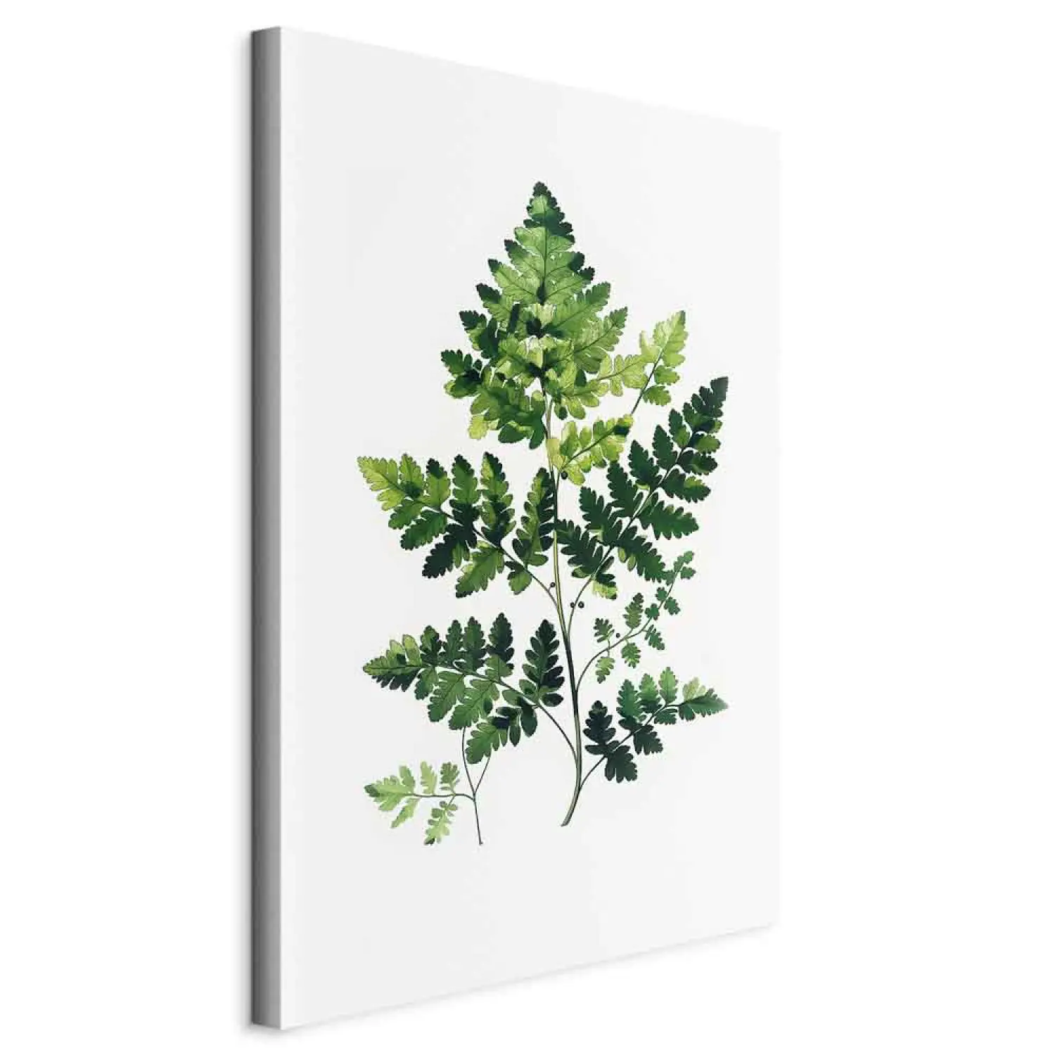 Foto auf Leinwand Farn in minimalistischer Darstellung - Naturgrn auf  weiem Hintergrund - Botanisch - bimago