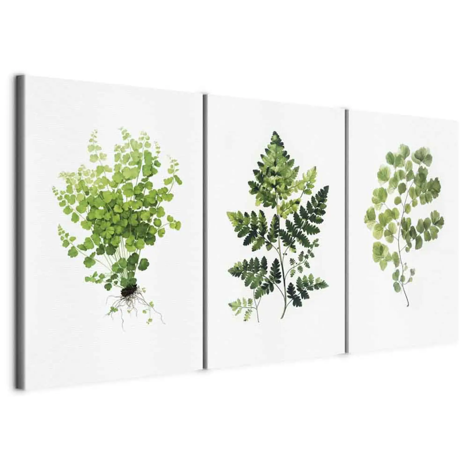 hedera plant Ivy Green Asst Hedera Helix Plant The Common English – NNplant main image 0