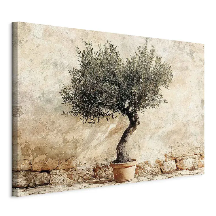 Olivenbaum im Topf - Mediterraner Baum auf rustikalem Hintergrund