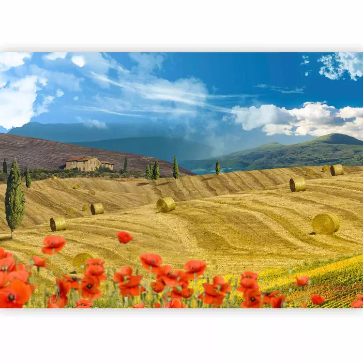 Italienische Toskana - Landschaft mit Bäumen auf goldenen Wiesen