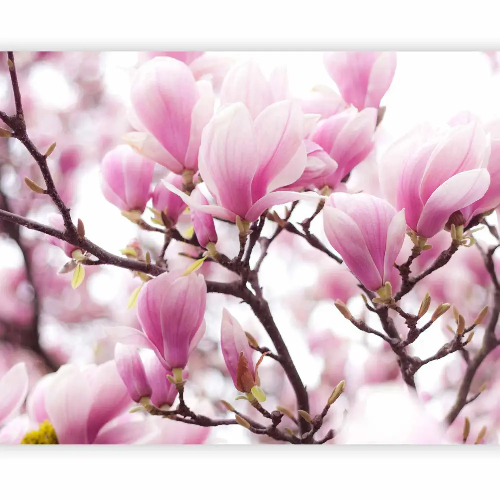20 Servietten Frühling – Weiße Magnolien Design, 33x33 Cm, 3-lagig, Biologisch Abbaubar